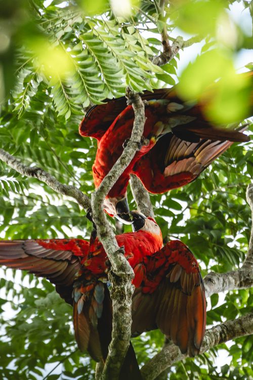 Free Two red parrots in a vibrant jungle setting, showcasing their colorful plumage among lush foliage. Stock Photo