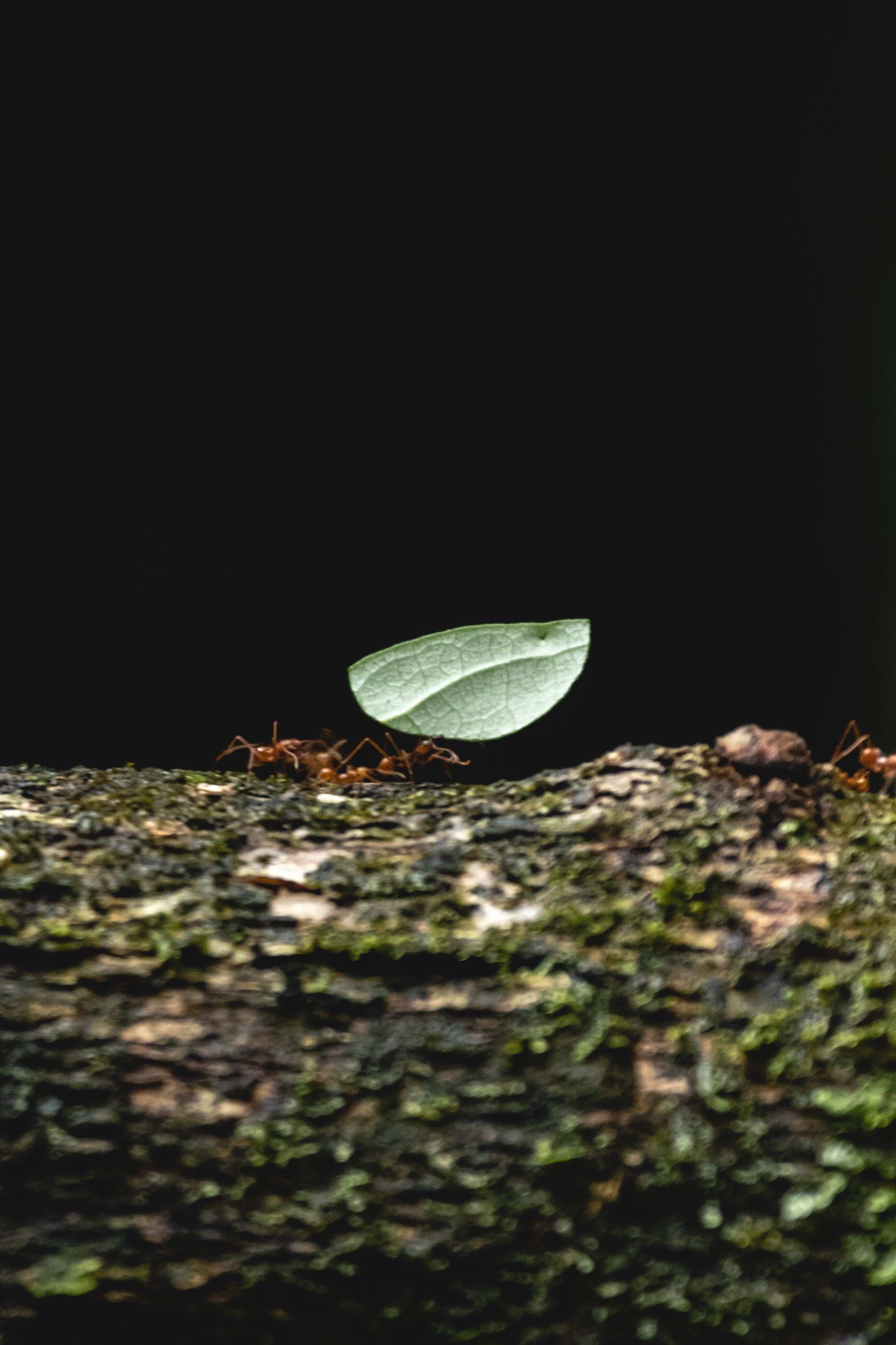 Macro shot of ants carrying a leaf across a mossy tree branch against a dark background.