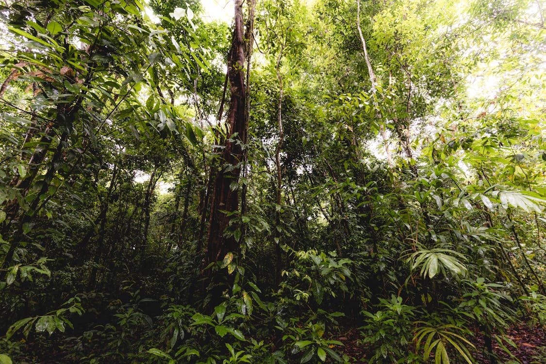 A view of a dense jungle with tall trees