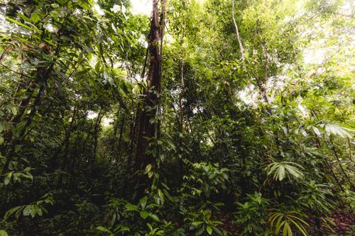 Free Explore the vibrant green canopy of a dense tropical jungle with sunlight filtering through the leaves. Stock Photo