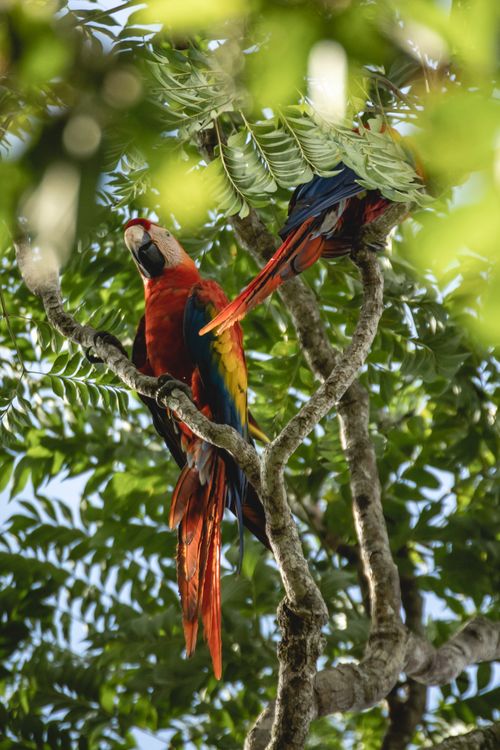 Free Scarlet macaws perched in a tropical tree, showcasing colorful plumage in natural sunlight. Stock Photo