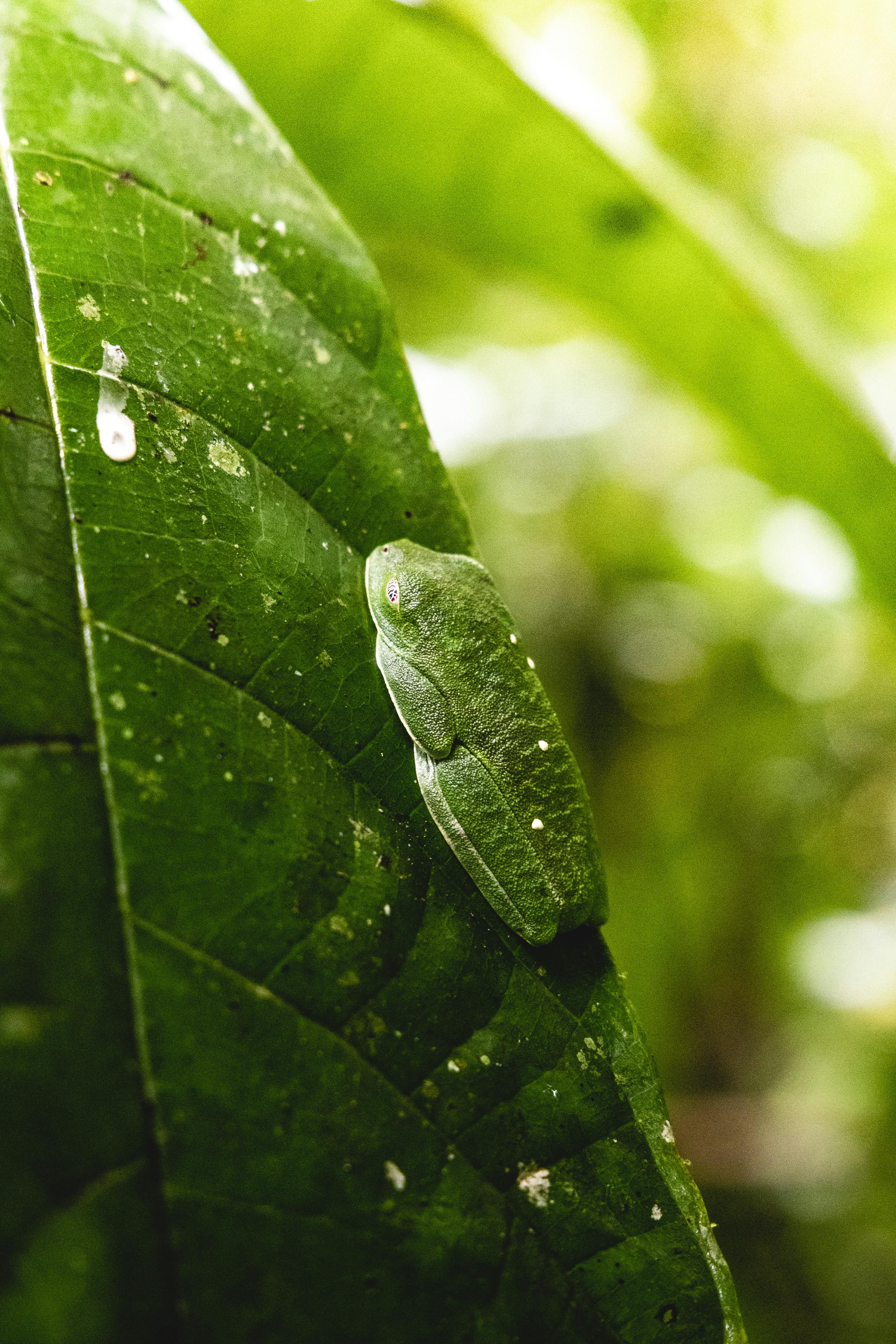 Detailed macro shot of a green insect resting on a rainforest leaf with raindrops.