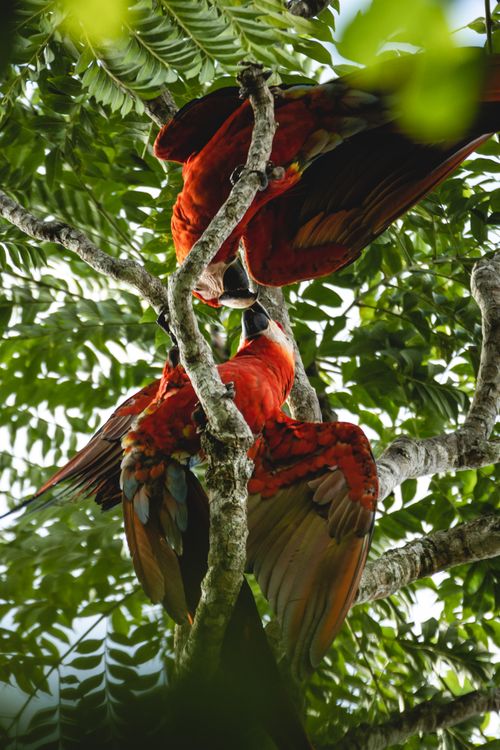 Free Pair of scarlet macaws kissing among lush green leaves, showcasing vibrant wildlife beauty. Stock Photo
