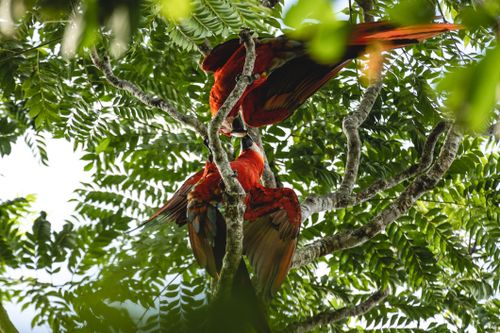 Free Two vibrant parrots nestled in a lush tree branch, showcasing the jungle's rich wildlife. Stock Photo