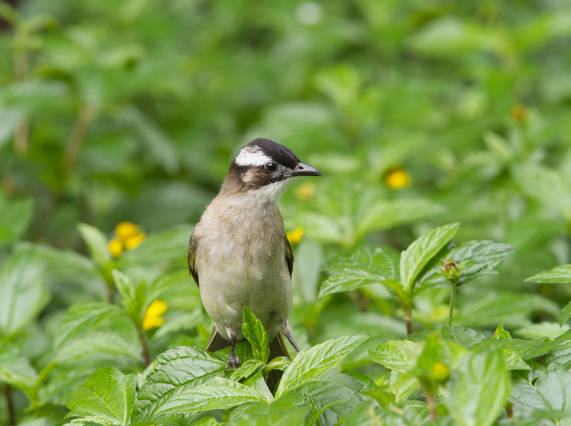 Close-up of a light-vented bulbul bird amidst verdant foliage in Foshan, China.