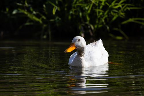 Free A serene white duck glides gracefully across a calm pond surrounded by lush greenery. Stock Photo