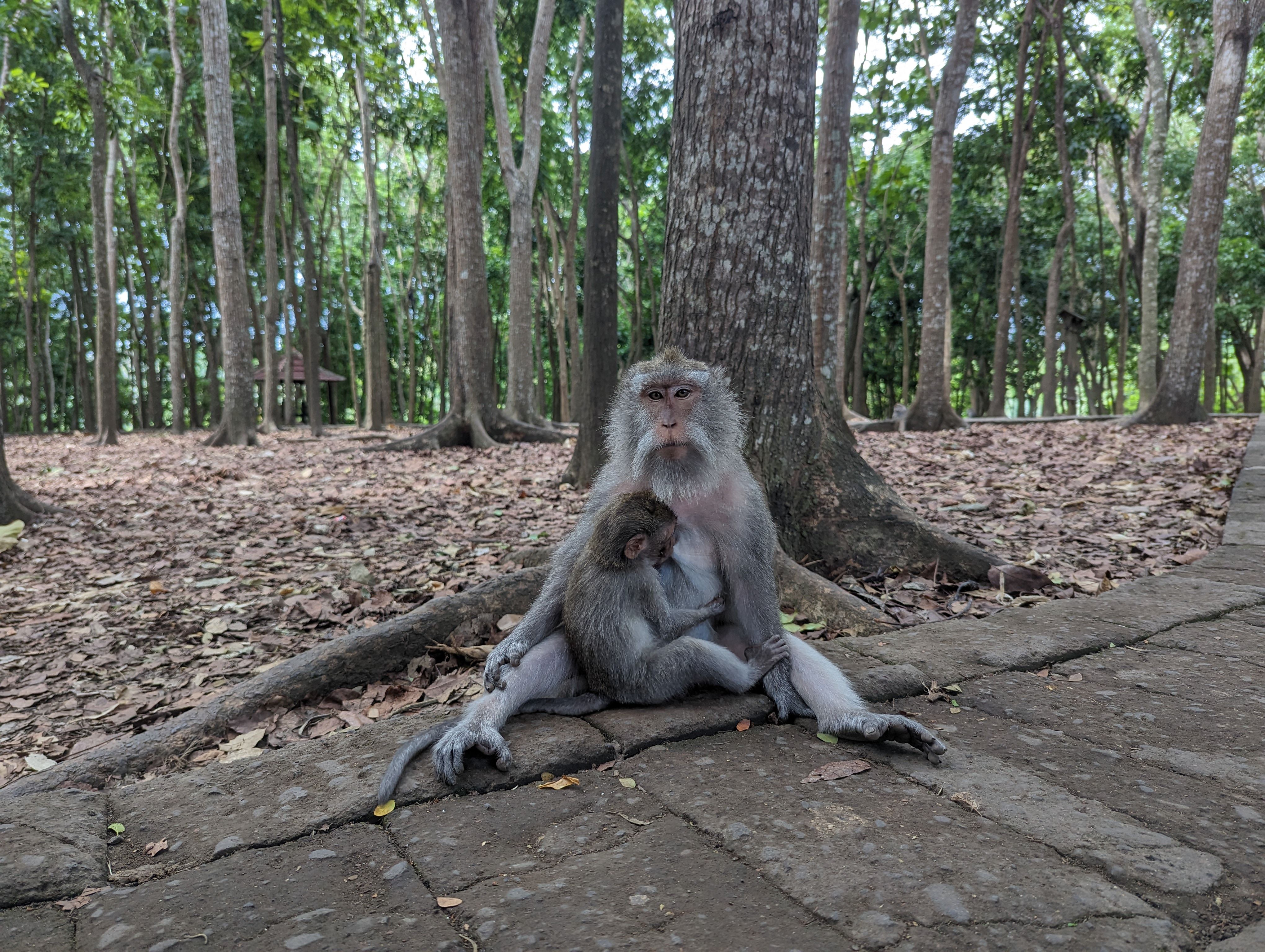 Monkey Forest