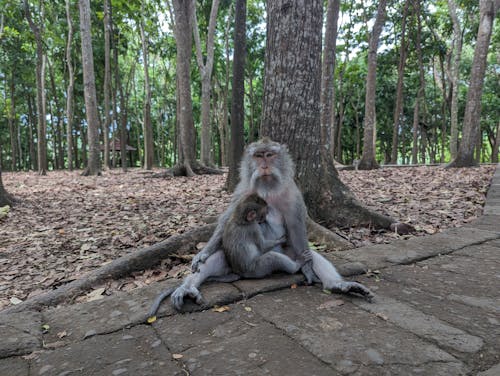 Fotos de stock gratuitas de animal, árbol, bebé