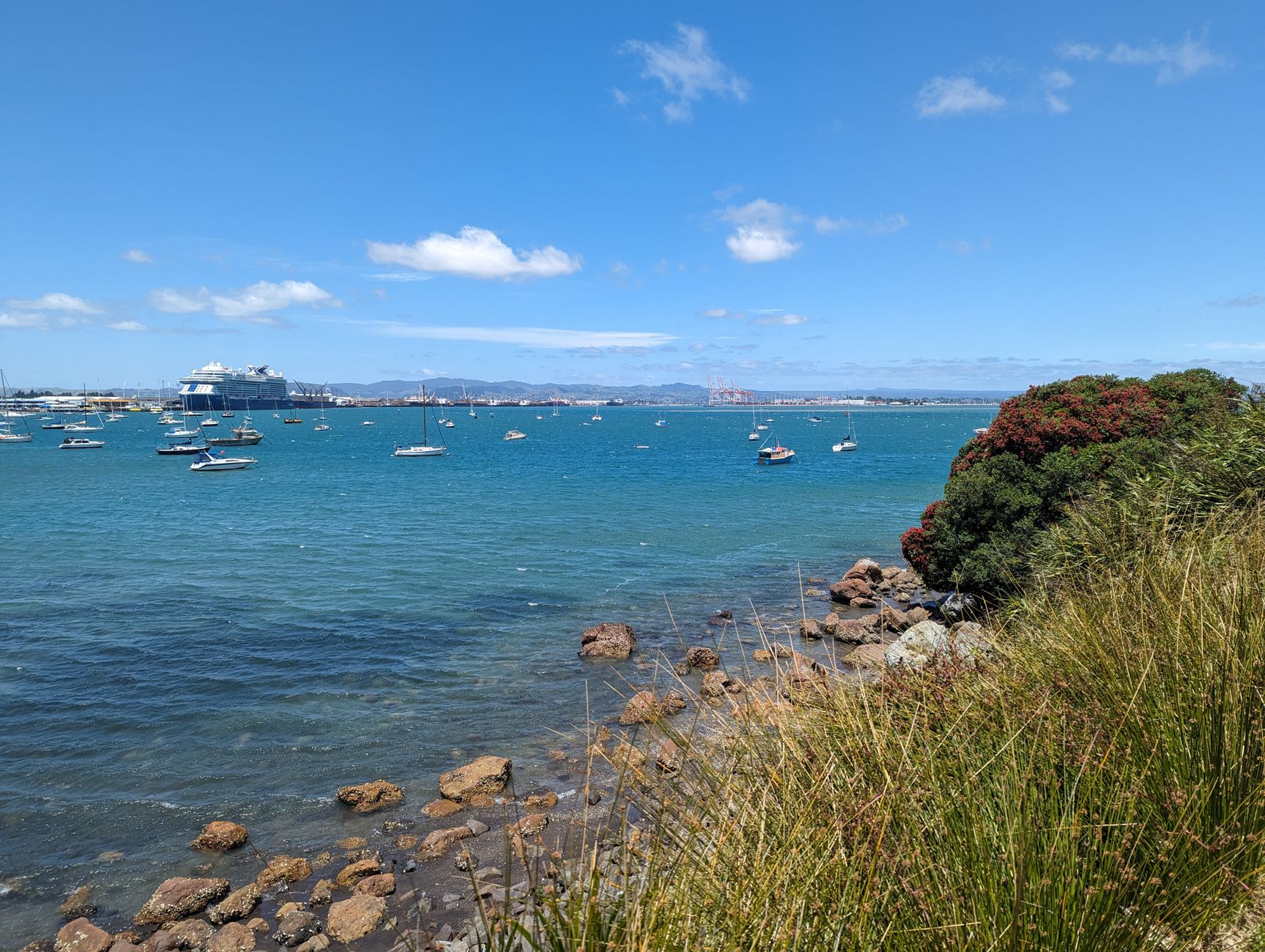 Tauranga