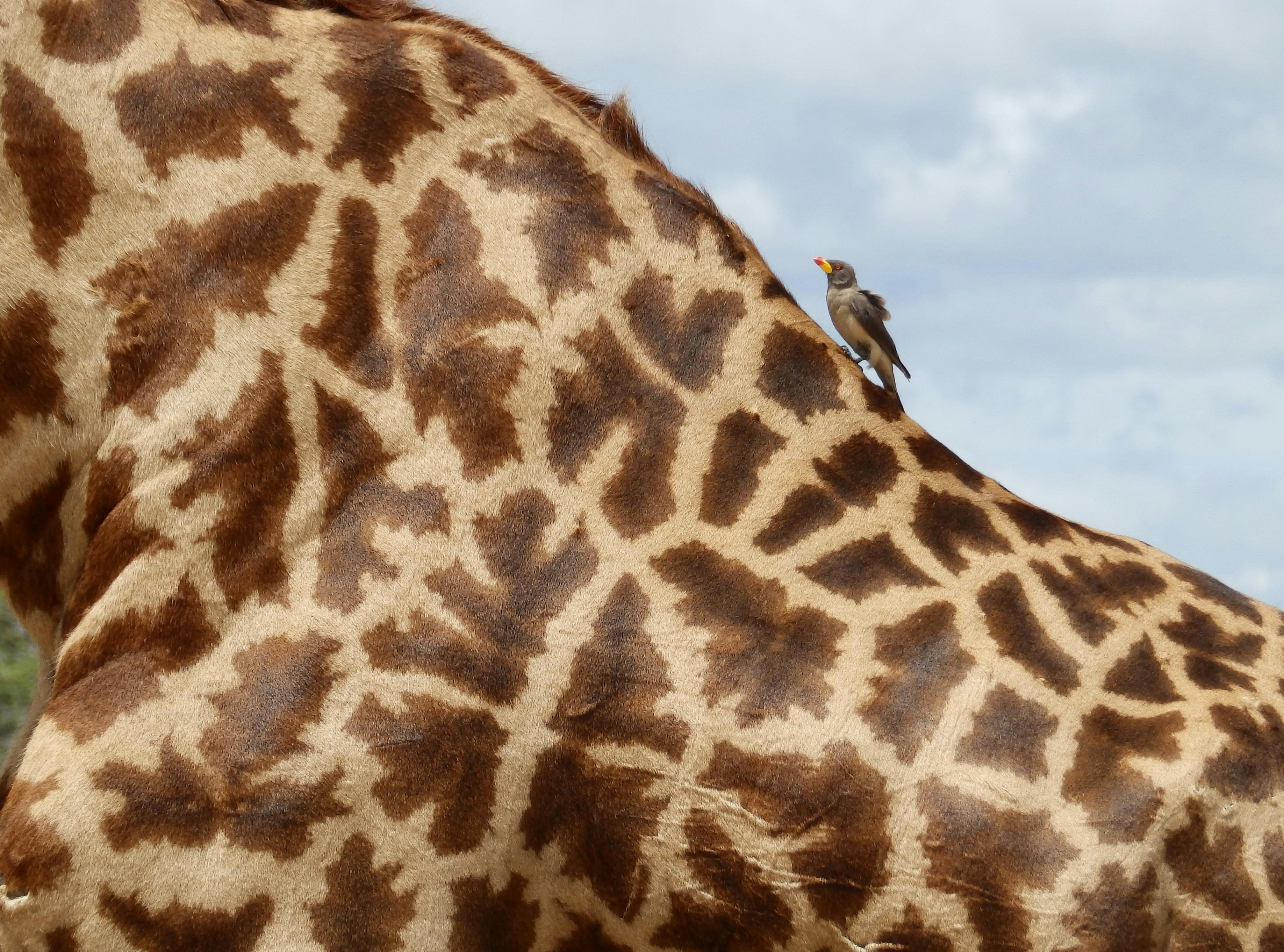Safari Verlauf Automatisch Löschen Safari Verlauf Automatisch Löschen