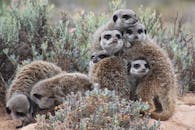 Gray Meerkat Facing Cameras