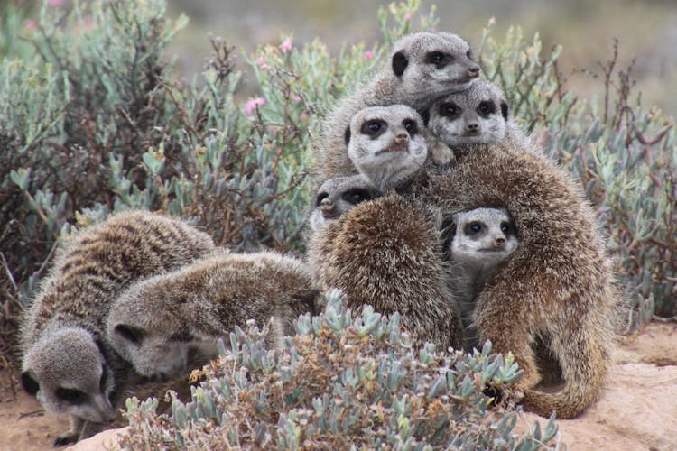 Gray Meerkat Facing Cameras