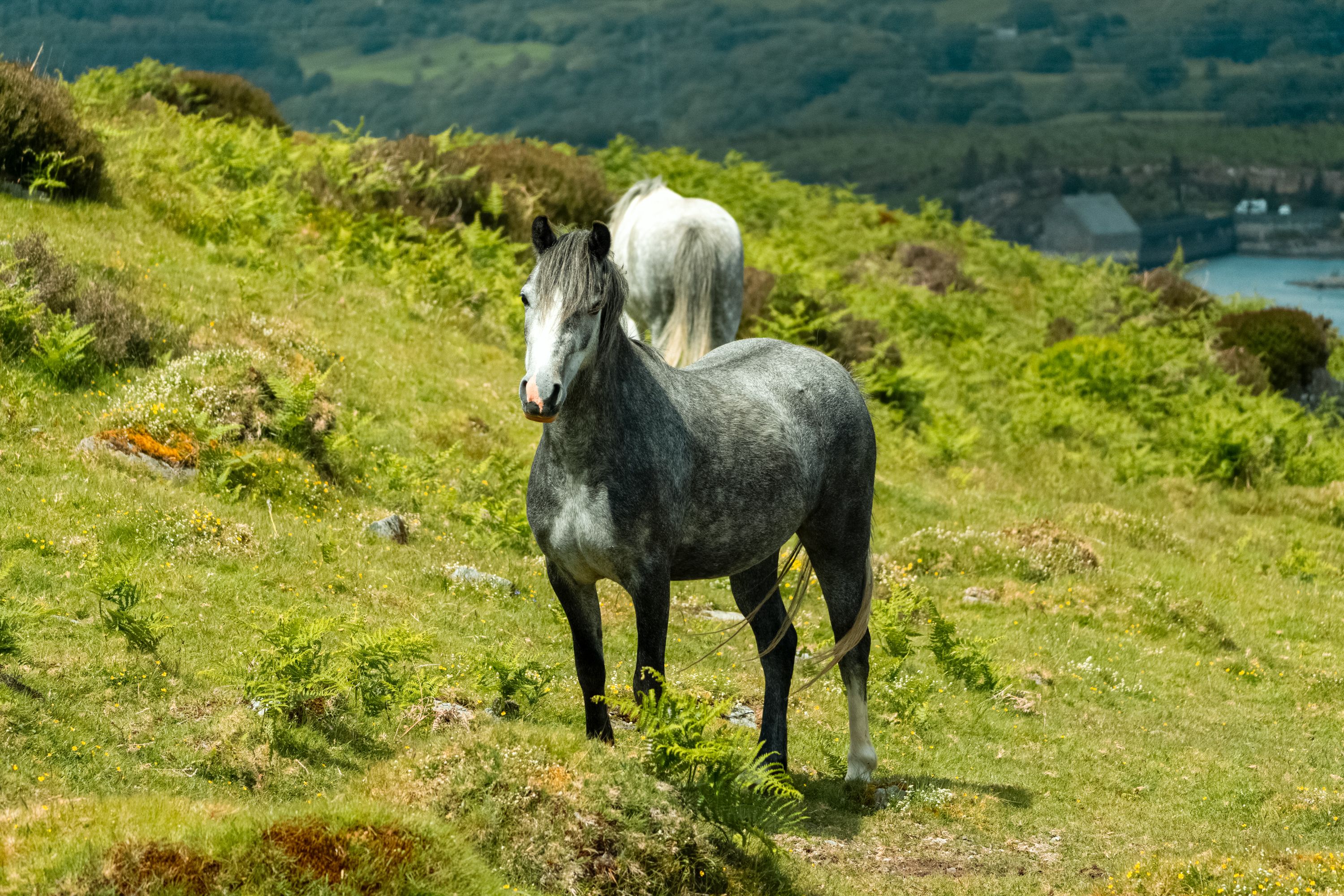 Tours, activities & tickets in Trawsfynydd