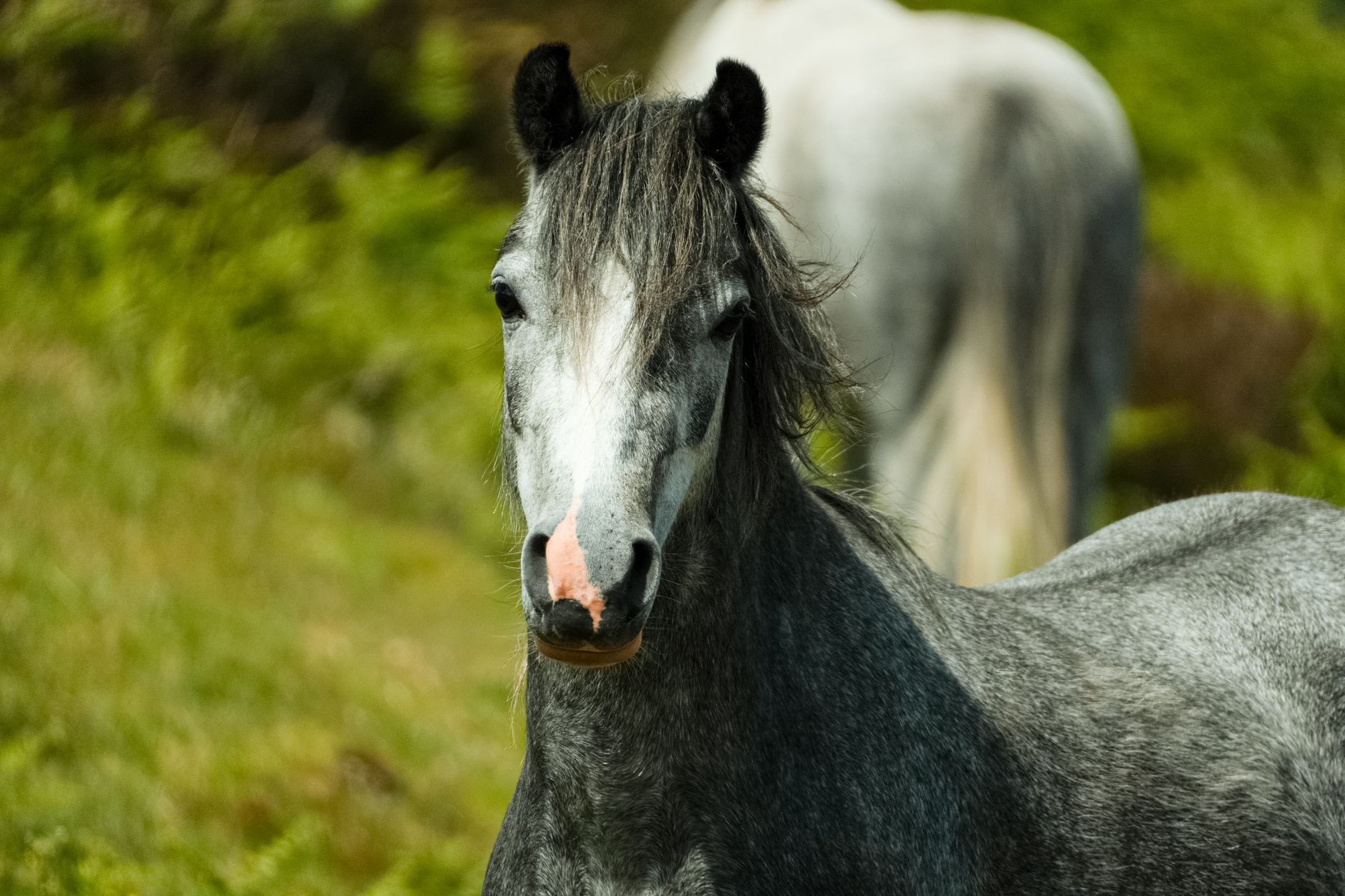 Portrait of a horse at a veterinary clinic