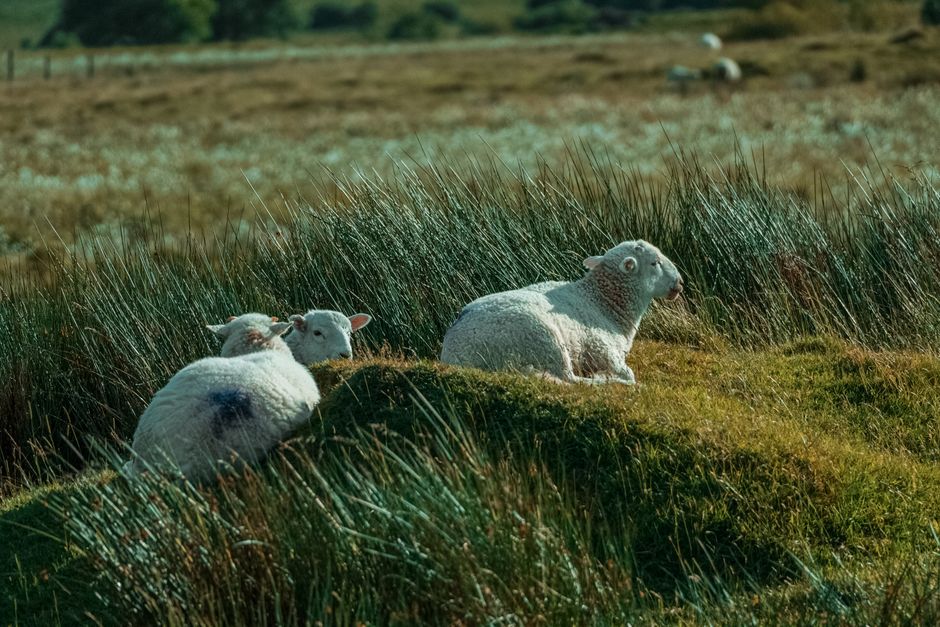 Welsh Lamb Cawl