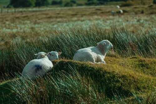 Free Sheep laying peacefully in a lush meadow in Trawsfynydd, Wales, showcasing rural tranquility. Stock Photo