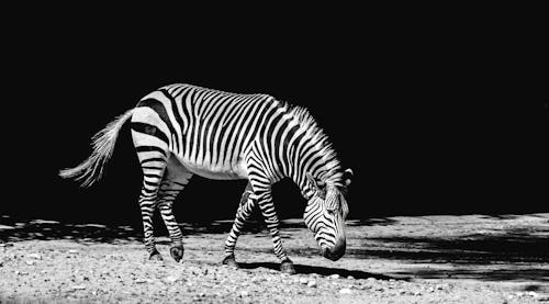 Фотография зебры в оттенках серого