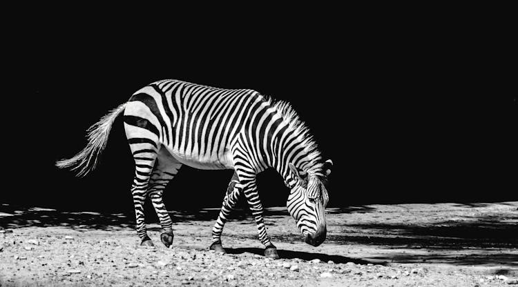 Grayscale Photography Of Zebra