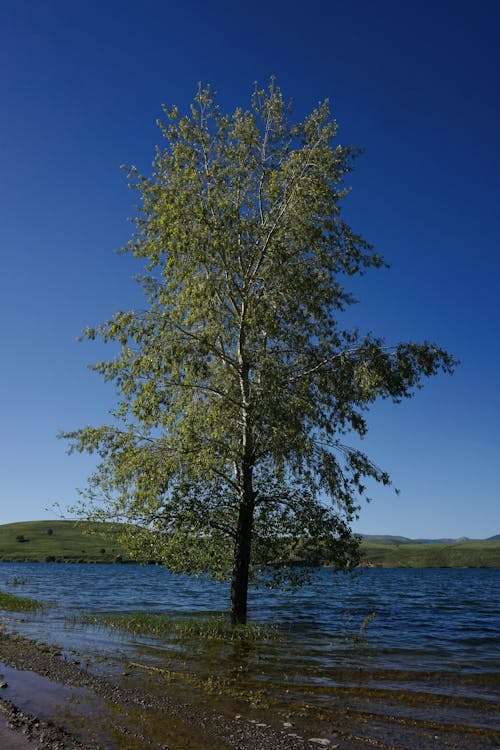 Základová fotografie zdarma na téma dřevo, jasný, jezero