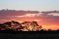 树木的轮廓映衬着充满活力的非洲日落和色彩缤纷的天空