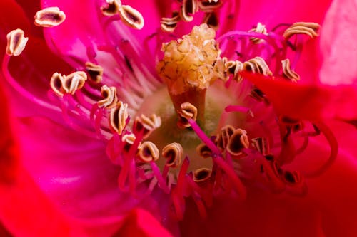 Macro Photography of Red Petaled Flower