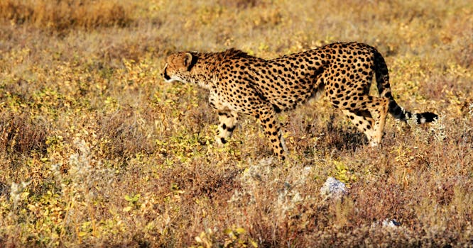 Free stock photo of nature, animal, grass, wild