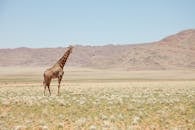 Giraffe in the Middle of the Field