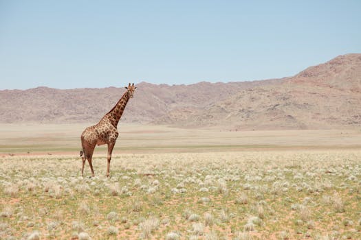 A lone giraffe stands in the vast savannah, surrounded by arid mountains, under a clear blue sky.