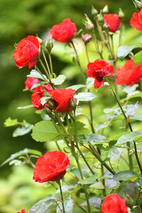 Fotobanka s bezplatnými fotkami na tému červené kvety, červené ruže, červený kvet
