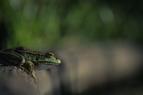 Free Detailed close-up of a green frog sitting outdoors in Waldkirch, Germany. Stock Photo