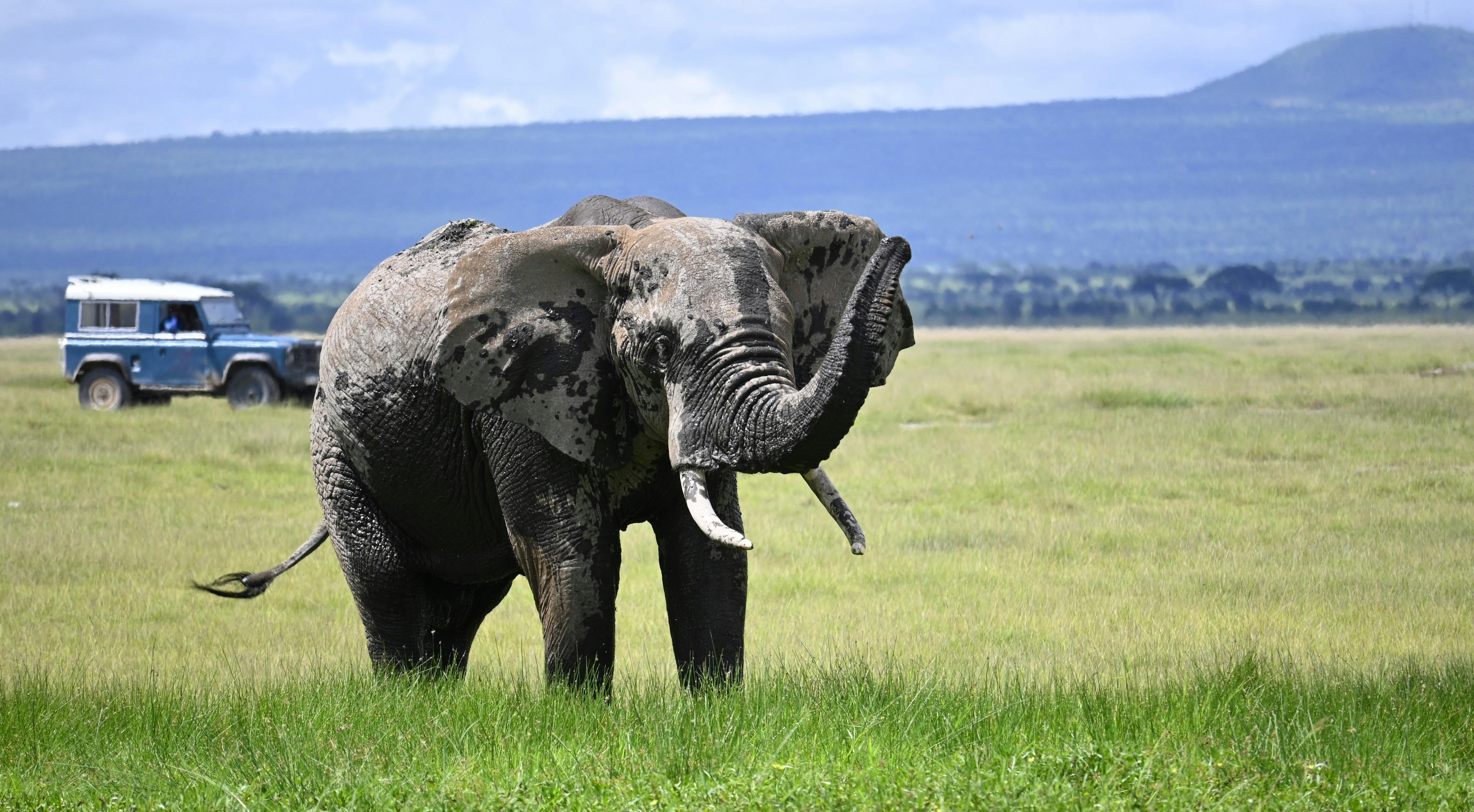 African elephant stands on the savannah with a safari vehicle in the background.