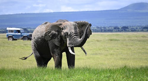 Imagine de stoc gratuită din african elefant, animal, barbar