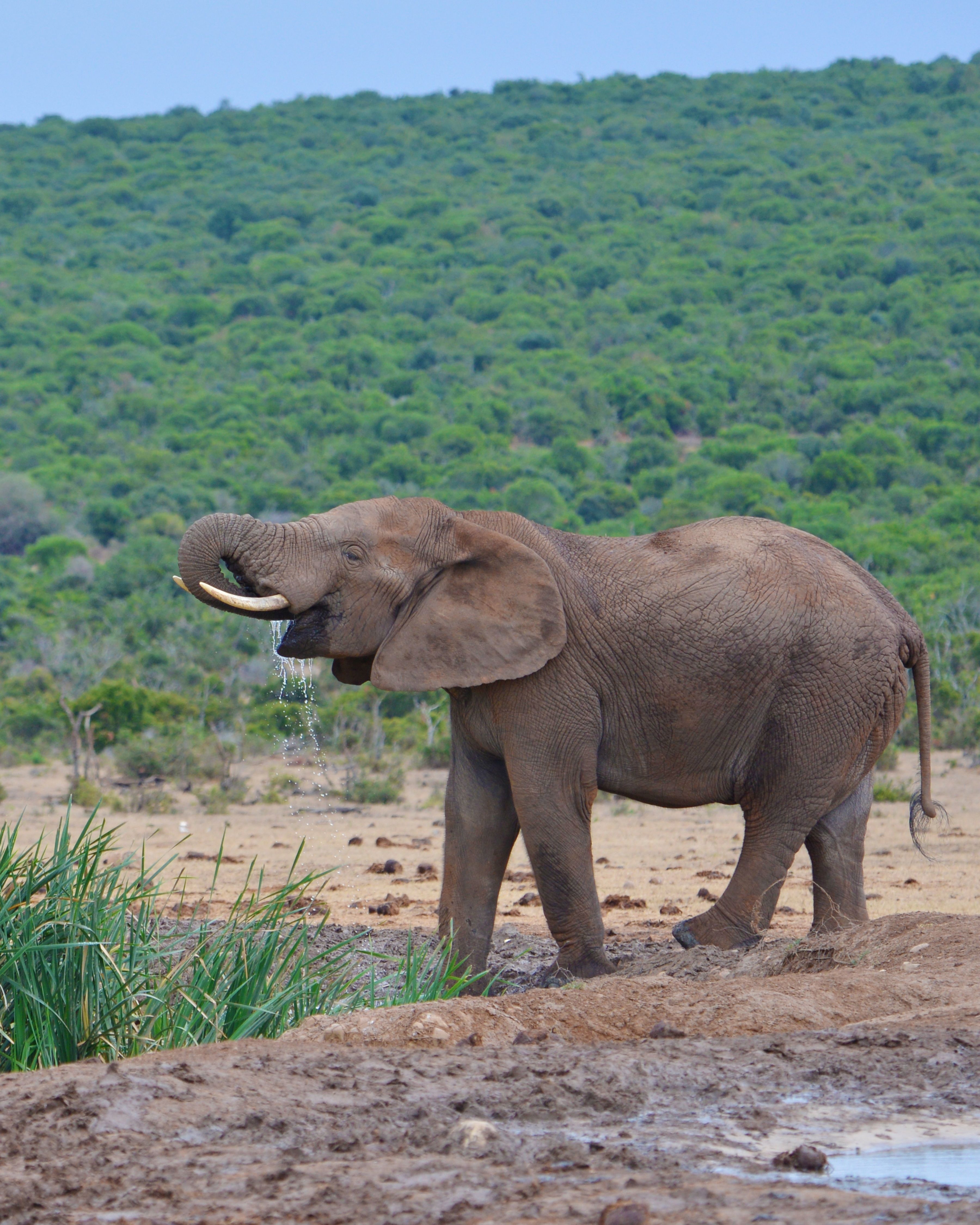 Foto Stok Gratis Tentang Addo Taman Nasional Afrika Selatan