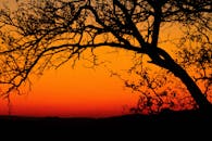 在鲜艳的橙色日落天空映衬下，一棵树的轮廓令人惊叹