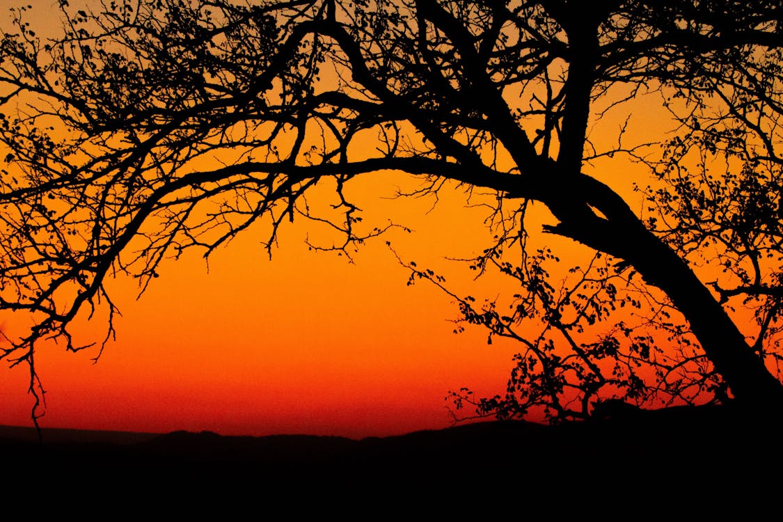 Free Silhouette Photo of Bare Tree Stock Photo
