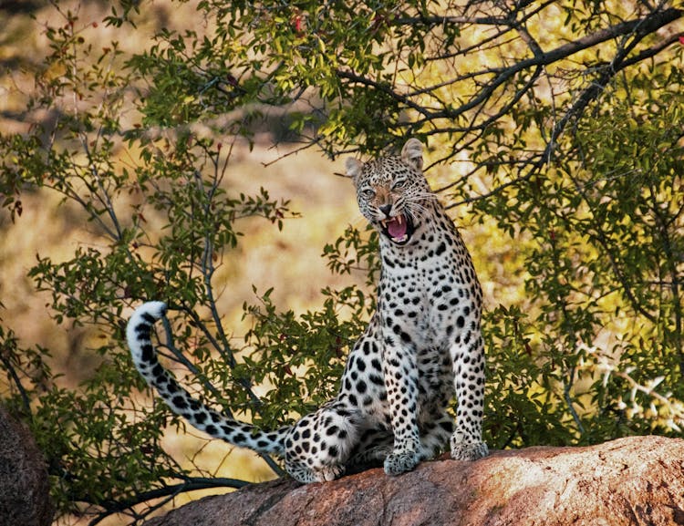 Leopard On Siting Tree Branch