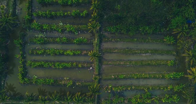 Aerial view of lush tropical plantation fields in Hatia, Bangladesh.