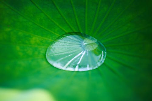 A close up of a water drop on a green leaf