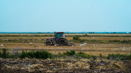 A tractor is in a field with birds
