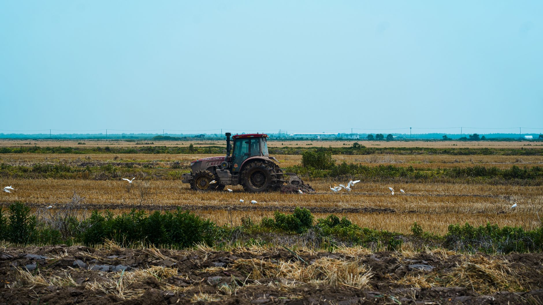 A tractor plows a vast rural field surrounded by birds, depicting peaceful countryside life.