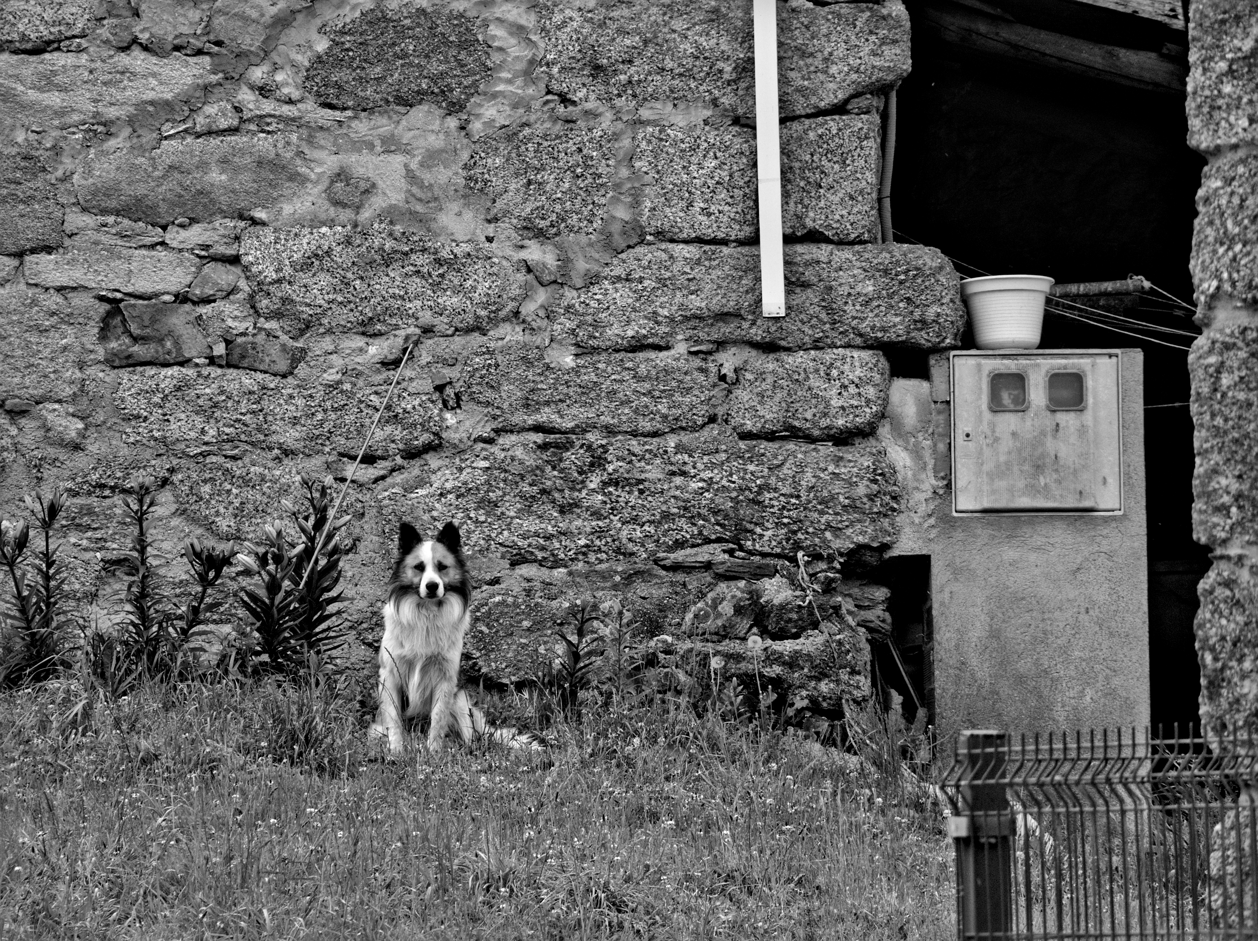 Dog with ears back standing rigid over food bowl, displaying resource guarding behavior