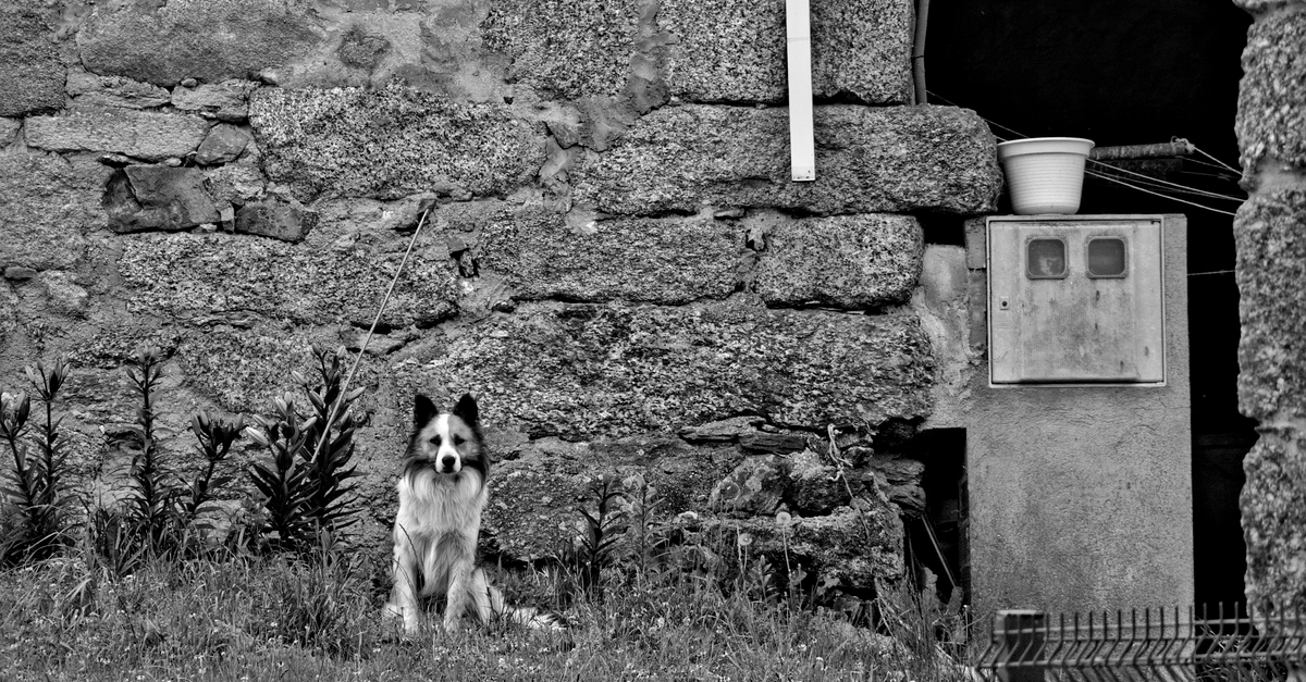 Why Your Dog Guards Their Food Bowl (And It's Not Dominance)