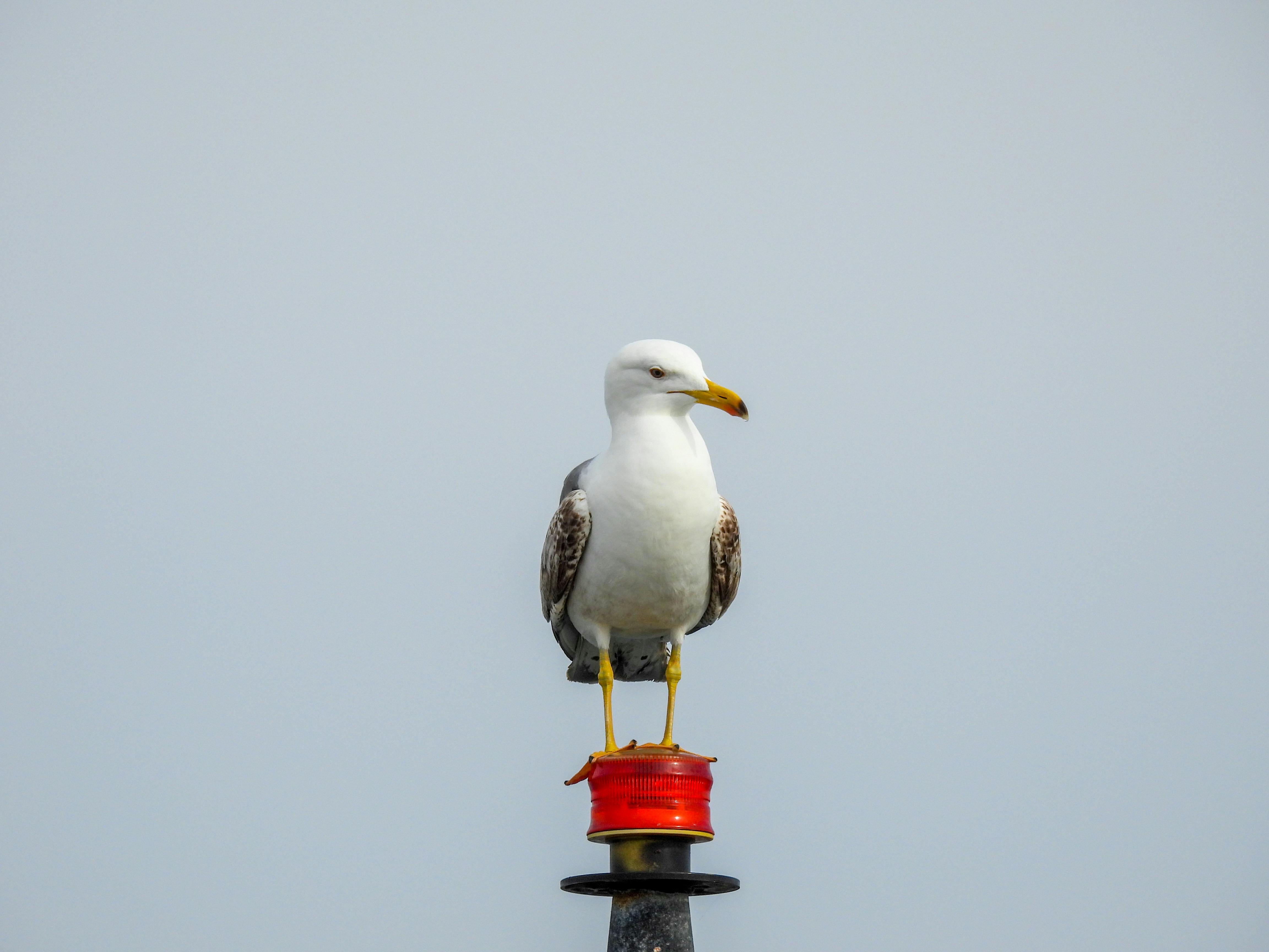 ## Post-Purchase Considerations