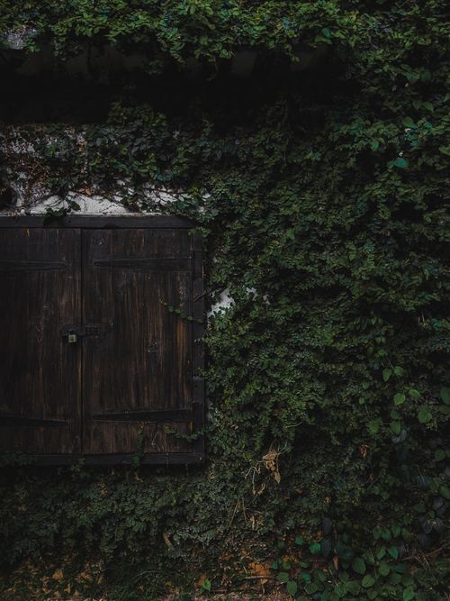 Free An overgrown ivy wall envelops a rustic wooden door, creating a natural and vintage aesthetic. Stock Photo