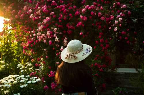 Free A woman with a straw hat admires blossoming pink roses in a sunlit garden. Stock Photo
