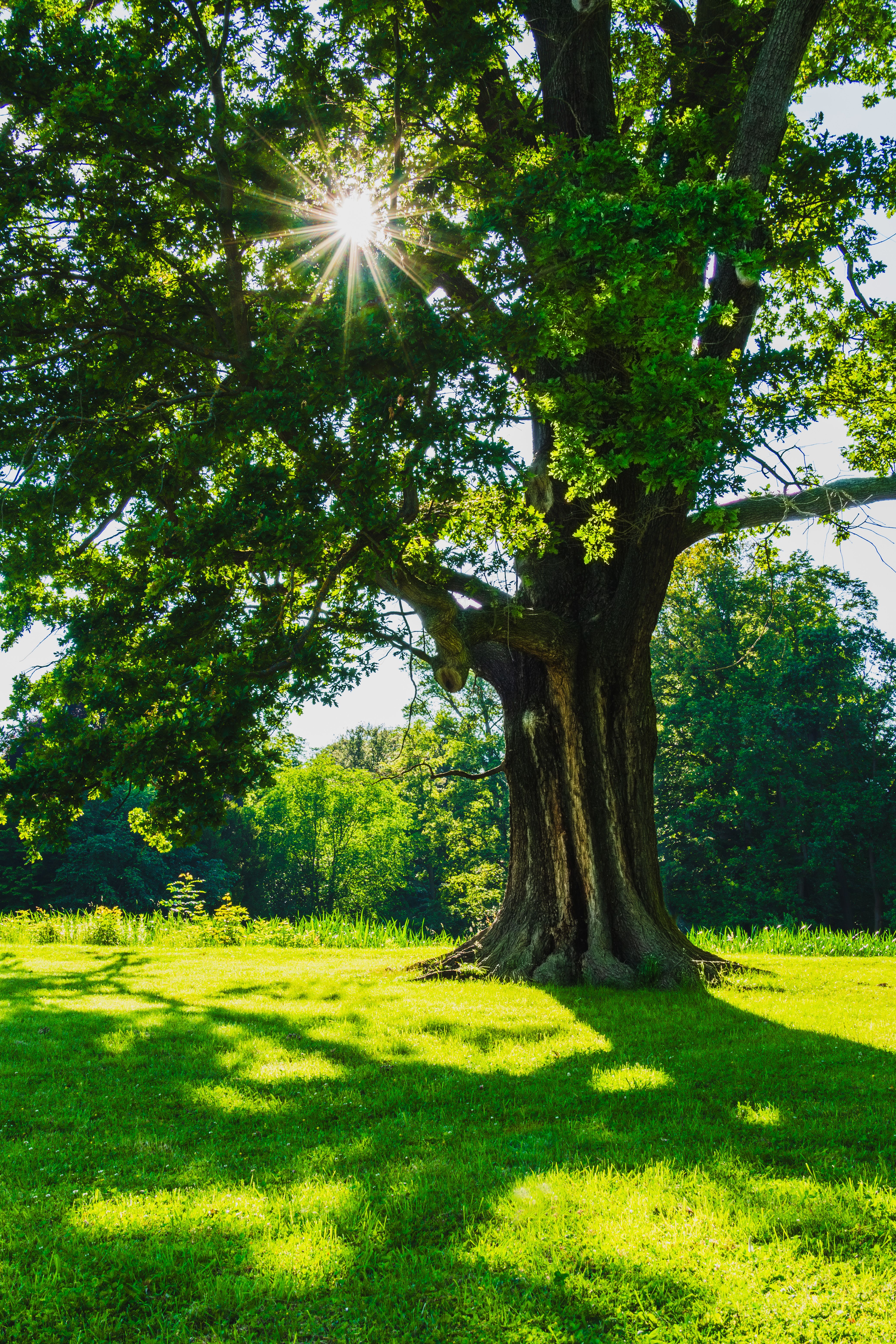 A large tree in a grassy field with the sun shining · Free Stock Photo
