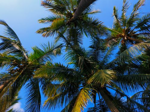 Free Lush tropical palm trees viewed from below against a vivid blue sky on a sunny day. Stock Photo