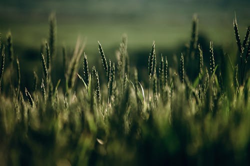 Gratis lagerfoto af afgrøde, bane, byg korn