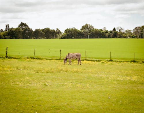 Δωρεάν στοκ φωτογραφιών με champêtre, normandie, αγελάδα
