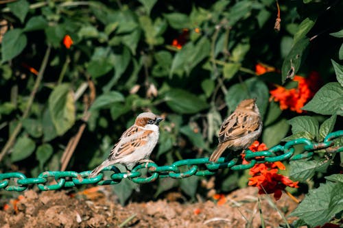 Fotos de stock gratuitas de gorriones, naturaleza